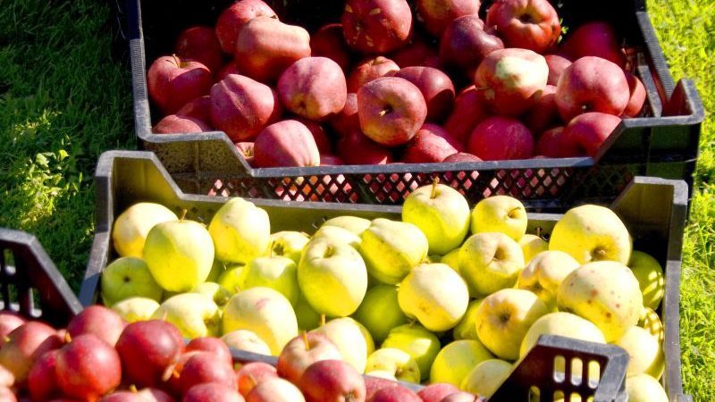 Få mere grønt på bordet med en grønt- og frugtkasse