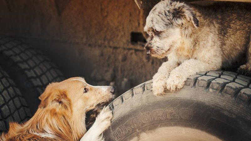 Shop hundeartikler meget billigere – online