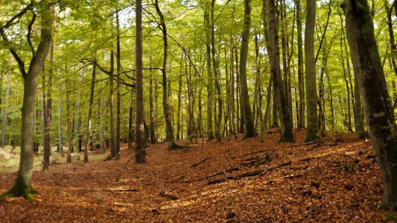 Gode gaveideer og overraskelser