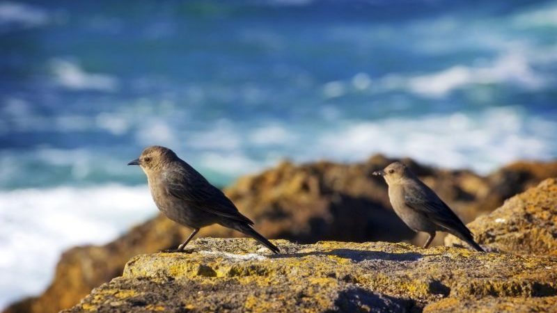 Undgå så vidt muligt og svin i naturen i dag