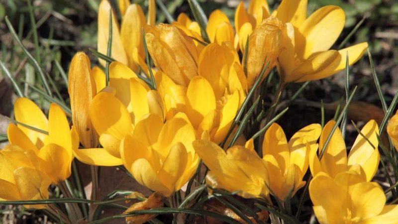 Shop duftgaver billigere på nettet