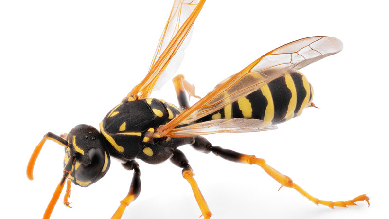 Væk med hvepseboet