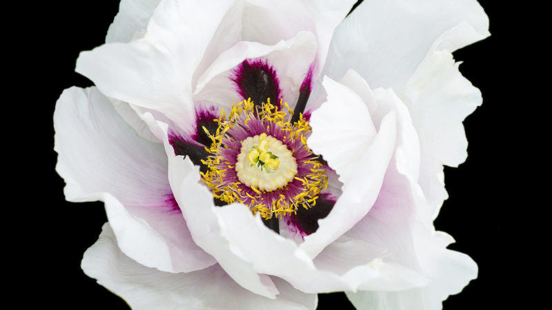 SOHU-shop foto kunst